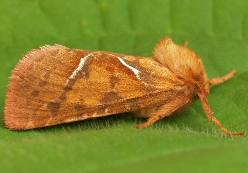 0015 Orange Swift